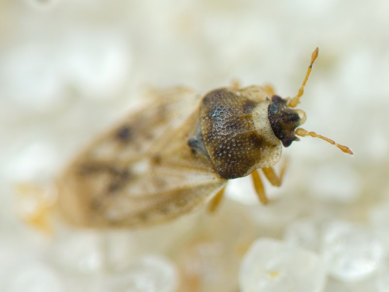 Piesma maculatum (Laporte, 1833)